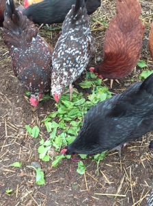 hens eating spinach