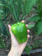 New Mama Wellness fresh picked green pepper from backyard garden